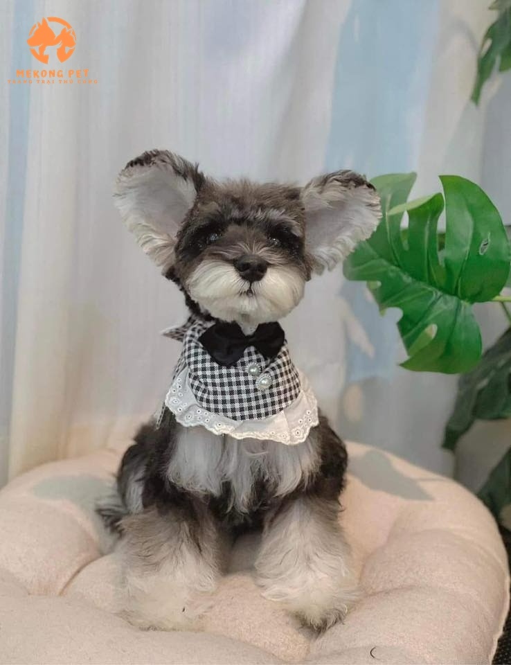 Giống Cho Schnauzer (chó ông già) rất đáng yêu và trung thành. Có thể được chăm chút bộ lông để trở nên thật xinh đẹp